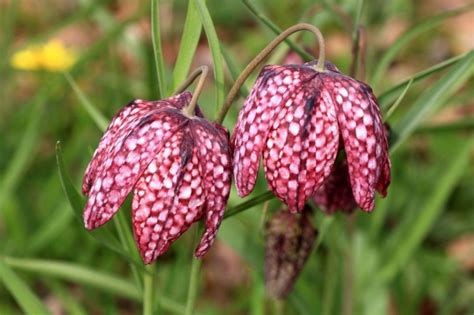 Korunkovka Fritillaria persica