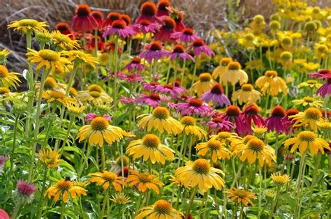 Letné kvety v záhone: echinacea, levanduľa, rudbekia