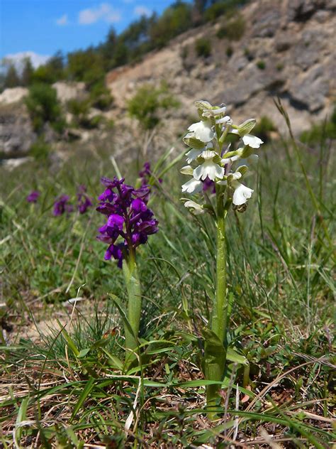 Červenohlav obyčajný (Anacamptis morio)
