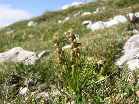 Vstaváčik alpínsky (Chamorchis alpina)
