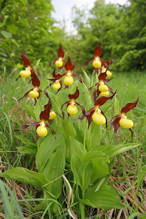 Črievičník papučkový (Cypripedium calceolus)