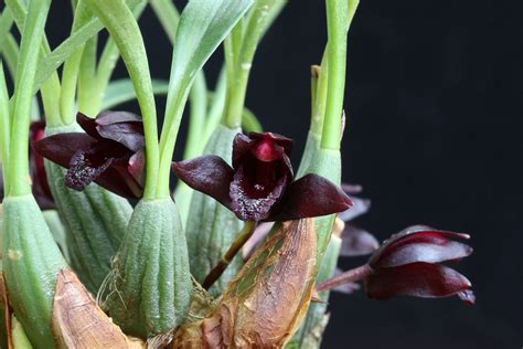 Maxillaria schunkeana v tmavom odtieni