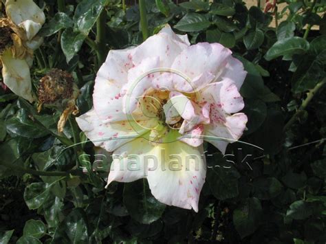 Detailný záber kvetu popínavej ruže 'PALAIS ROYAL®´