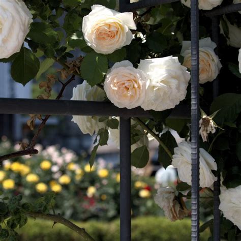 Popínavá ruža 'PALAIS ROYAL®´ rastúca na pergole