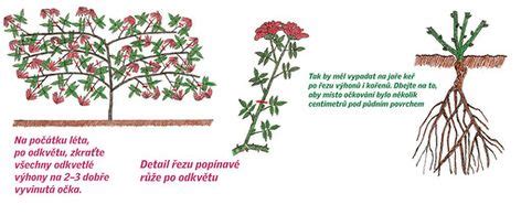 Mapa s odporúčanou orientáciou pre výsadbu popínavých ruží