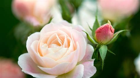 Infografika s bežnými chorobami a škodcami ruží