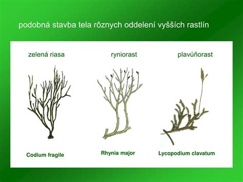 Schéma rodozmeny u rastlín