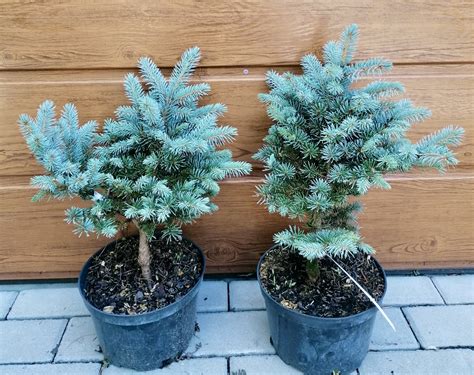 Smrek pichľavý 'Glauca Globosa' v záhrade