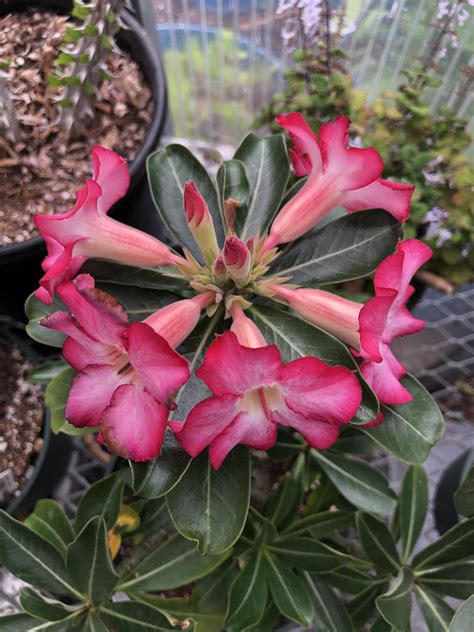 Rastlina Adenium obesum s kvetmi a kaudexom