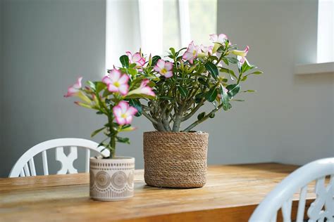 Slnečné stanovište pre Adenium obesum