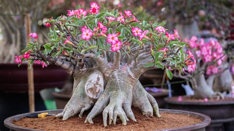 Púštna ruža ako bonsaj