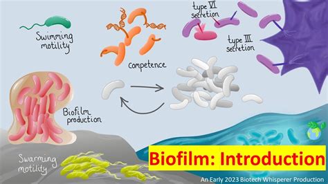 Biofilm v jazierku