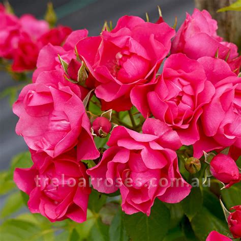 Ruža Black Forest Rose kvety