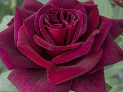 Ruža Black Perfumella kvitne