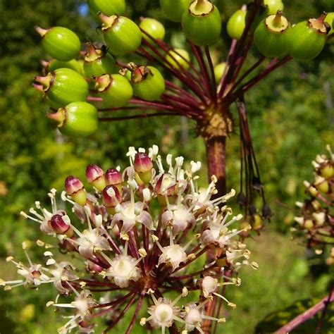 Všehojovec štetinatý - rastlina