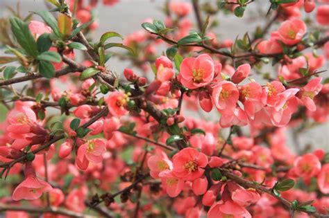 Kvitnúci ker všehojovca