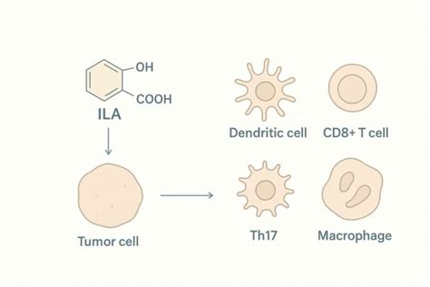 Schéma účinkov všehojovca