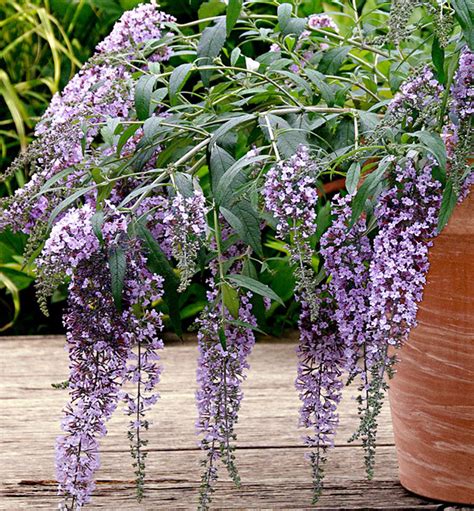 Budleja Dávidova s motýľmi na kvetoch