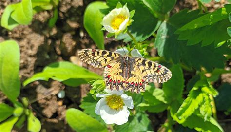 Motýle na rôznych kvetoch v záhrade