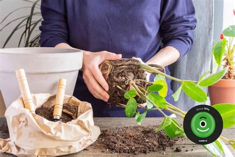 Návod na presádzanie rastliny s drenážou