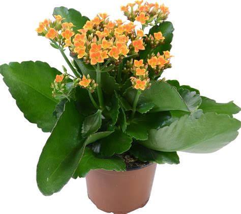 schéma správneho presádzania kalanchoe do kvetináča s drenážou