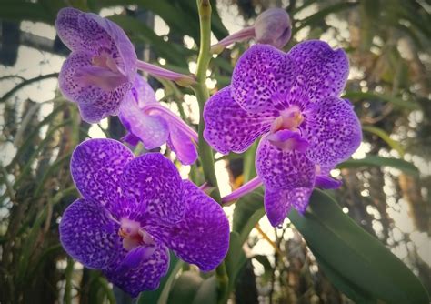 Detail listov a kvetov fialovej orchidei
