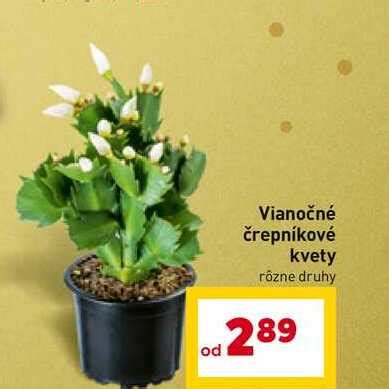 Rôzne vianočné rastliny v aranžmáne