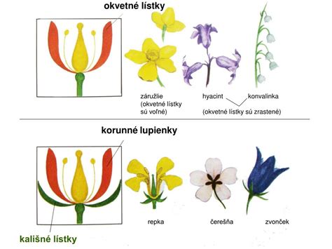 Obojpohlavný kvet a jeho anatomické časti