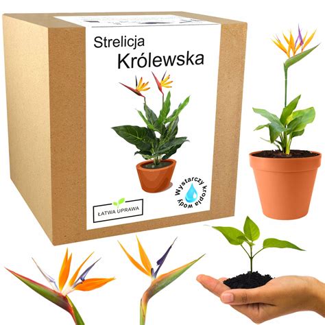 Návod na presádzanie strelície