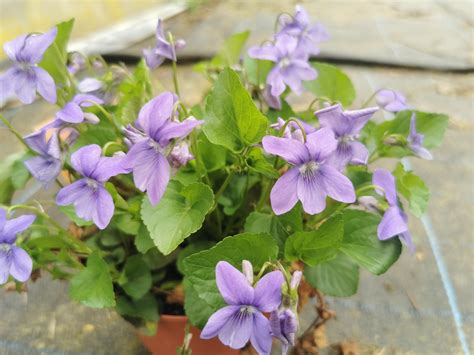 Ilustrácia fialky lesnej (Viola reichenbachiana) s detailom listov a kvetov