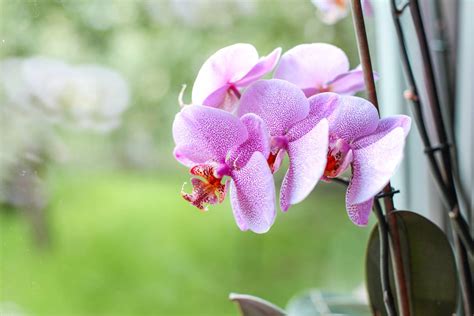 Správna zálievka orchidey