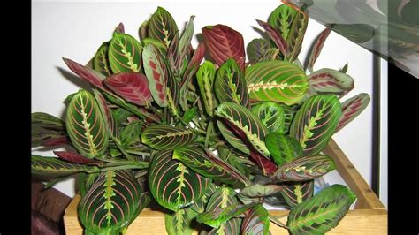 rozmanitosť izbových rastlín