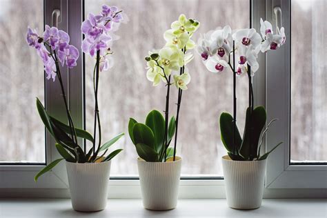 Skupina rozkvitnutých orchideí Phalaenopsis