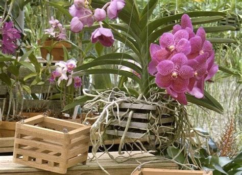 Vanda orchidea rastúca v drevenom košíku