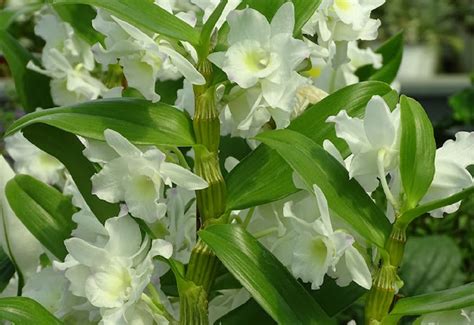 Dendrobium nobile s ružovými kvetmi