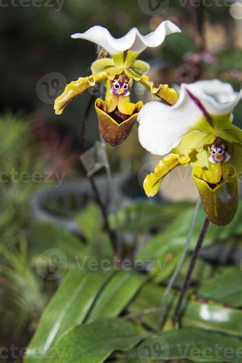 Kvet Paphiopedilum pripomínajúci črievičku