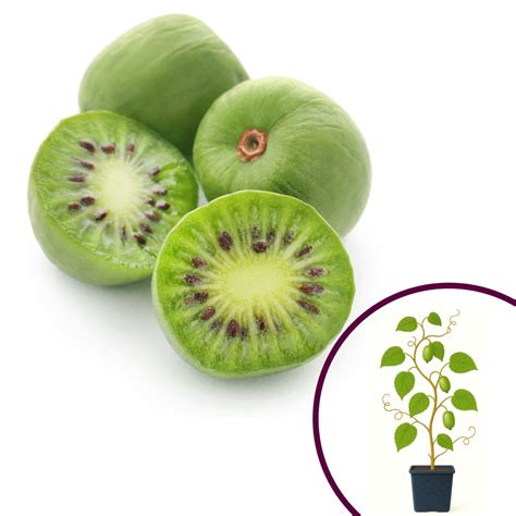 Schéma rezu minikiwi