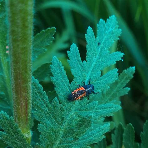 Larva lienky loviaca kolóniu vošiek na liste rastliny