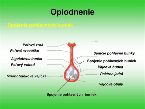 Pohlavné bunky a oplodnenie