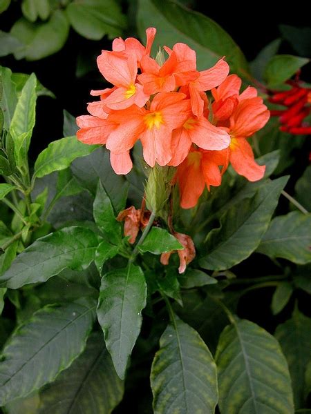 Crossandra kvet