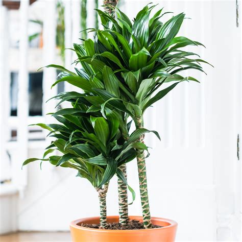 Dracaena fragrans Compacta s listami podobnými kukurici