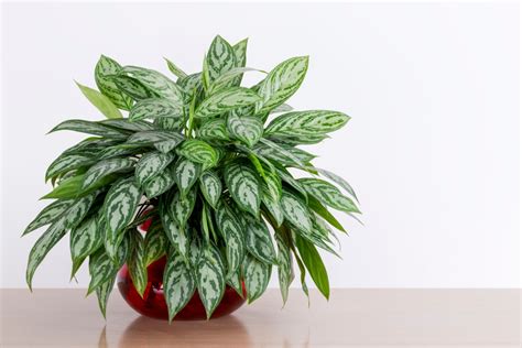 Aglaonema s pestrofarebnými listami