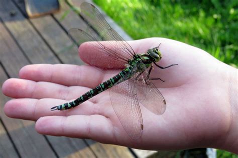 Detailná fotografia hlavy vážky s jej zloženými očami