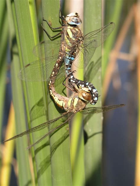 Dva samce vážok bojujúce o teritórium