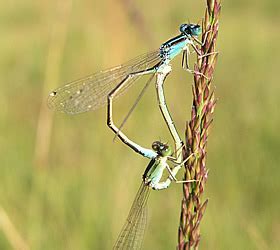 Páriace sa vážky tvoriace „srdiečko“