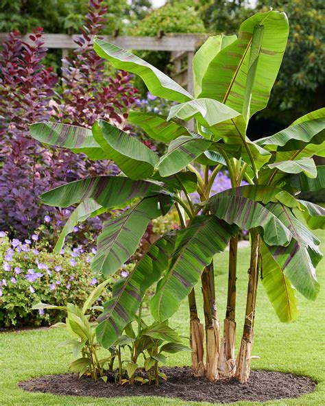Musa sikkimensis v záhrade