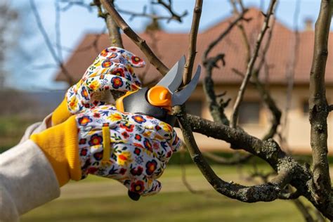 Schéma strihania gaury na jeseň a na jar