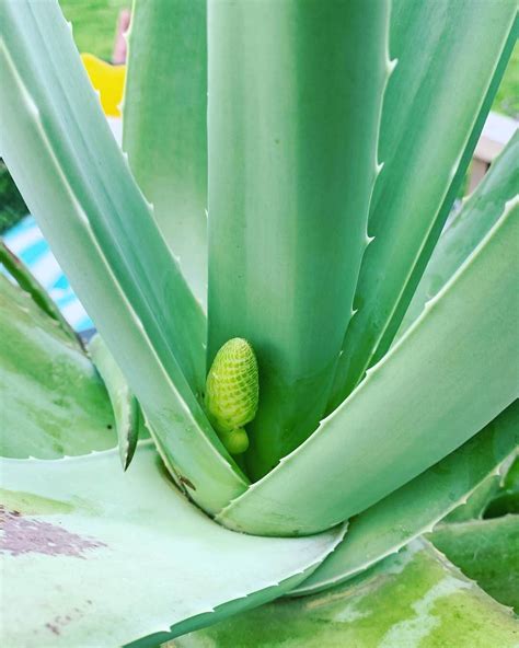 Pole s rastúcou Aloe Vera