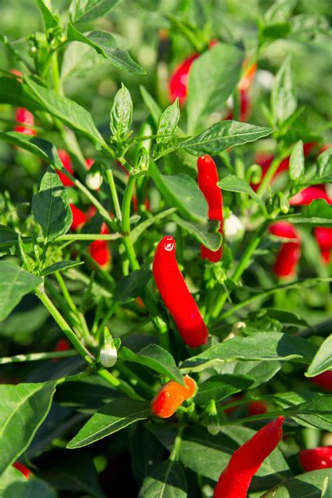 Rôzne druhy chilli papričiek a ich pálivosť