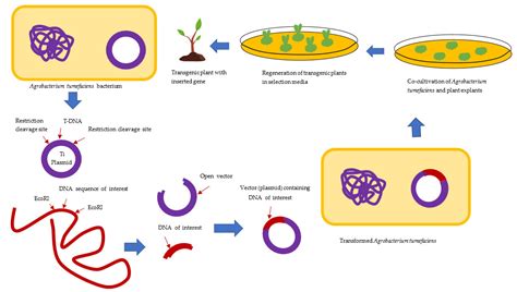 Schéma: Proces schvaľovania GMO v EÚ